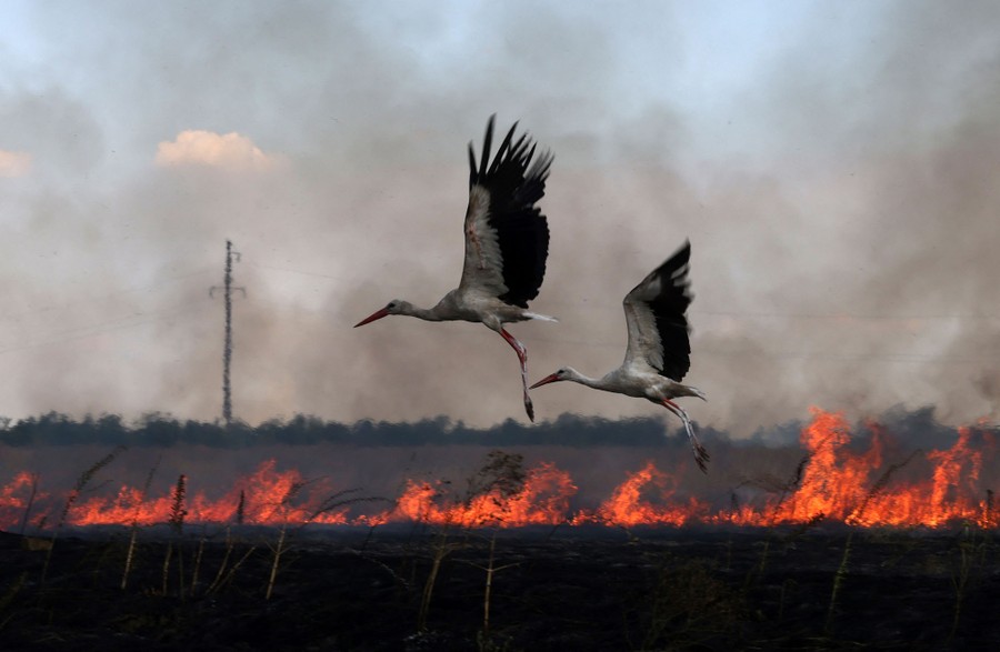 Two storks fly over a burning field.