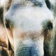 Close-up of Happy the Elephant's face