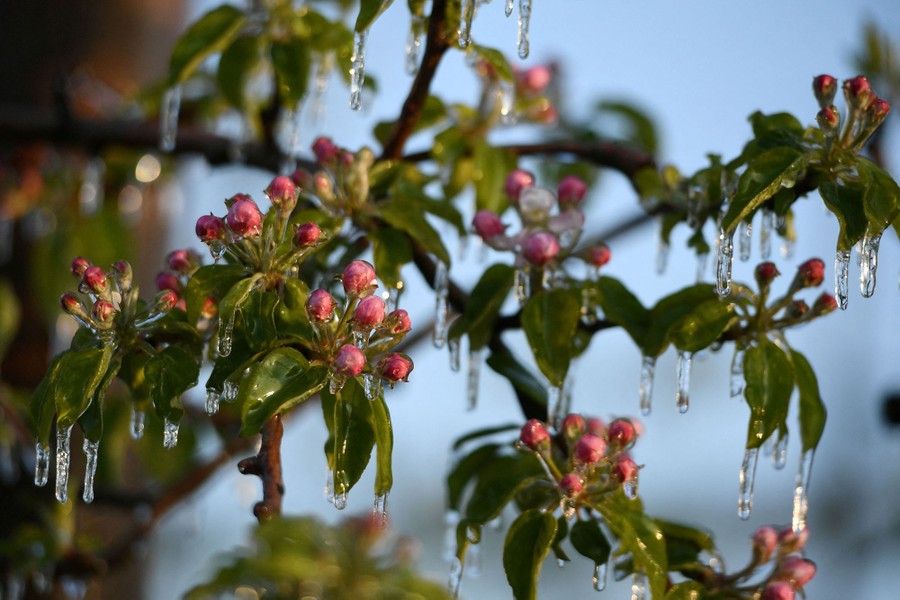 Icicles hang from a tree branch with leaves and buds.