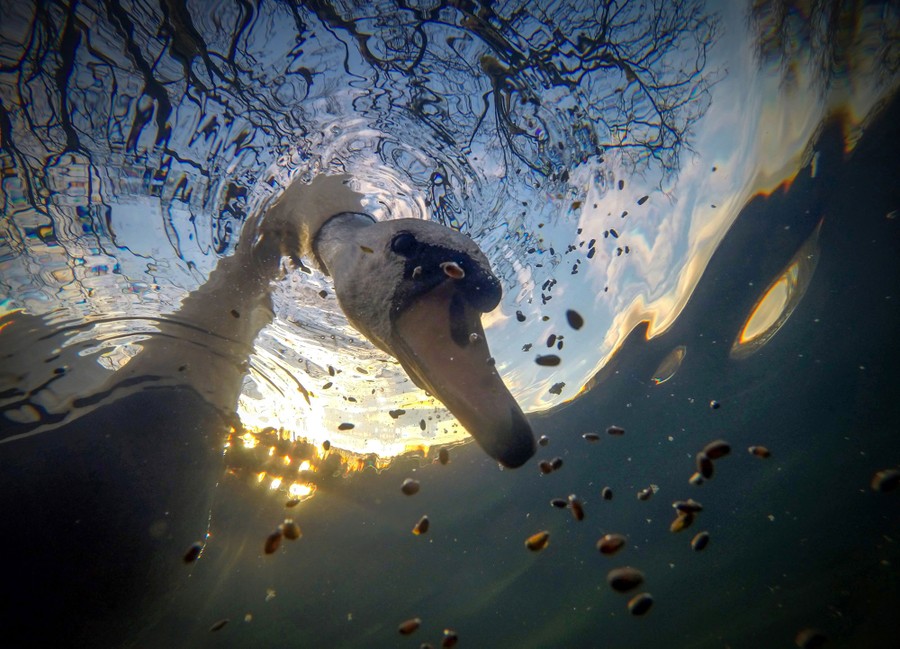 A swan pokes its head underwater to feed, seen from below.