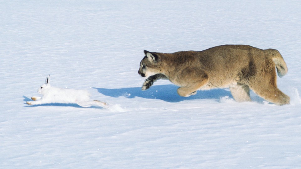 A cougar chasing a snowshoe rabbit through the snow