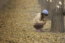 A girl plays in the aftermath of a giant ginkgo dump