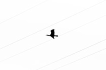 Cormorant by power lines