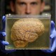 A brain floats in liquid in a container, held by a scientist