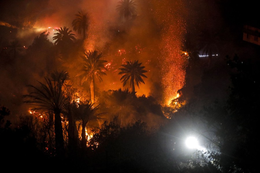 A forest fire burns among palm trees in a residential area.