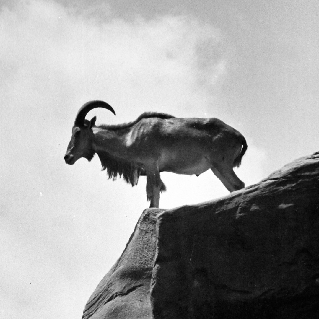 How the Aoudad Invaded Texas - The Atlantic