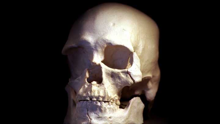 A plastic cast of a skull