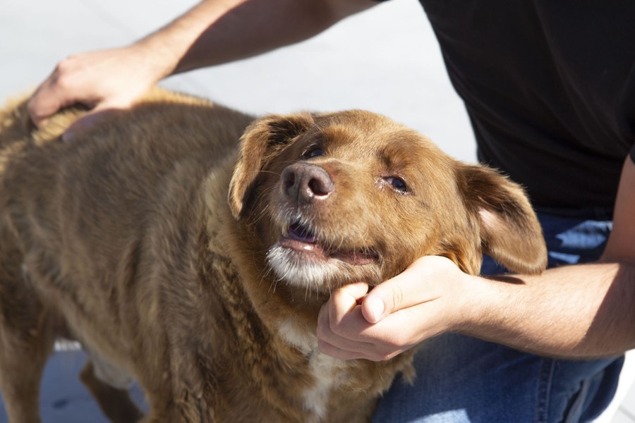 An older dog gets scritches from its owner.