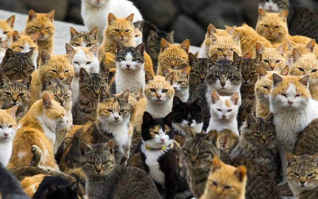 A Visit To Aoshima A Japanese Cat Island The Atlantic