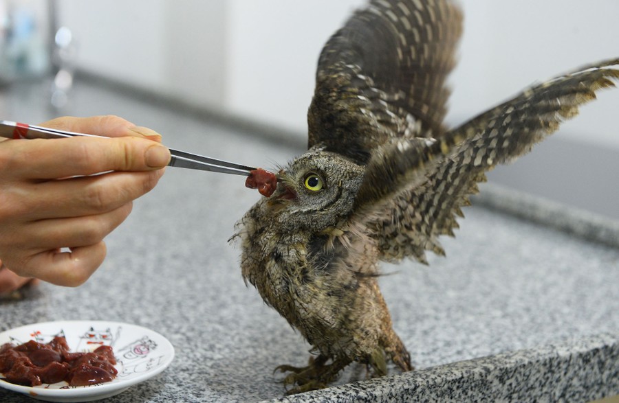 A small owl flaps its wings as it is fed tiny chunks of chicken liver by a person using tweezers.