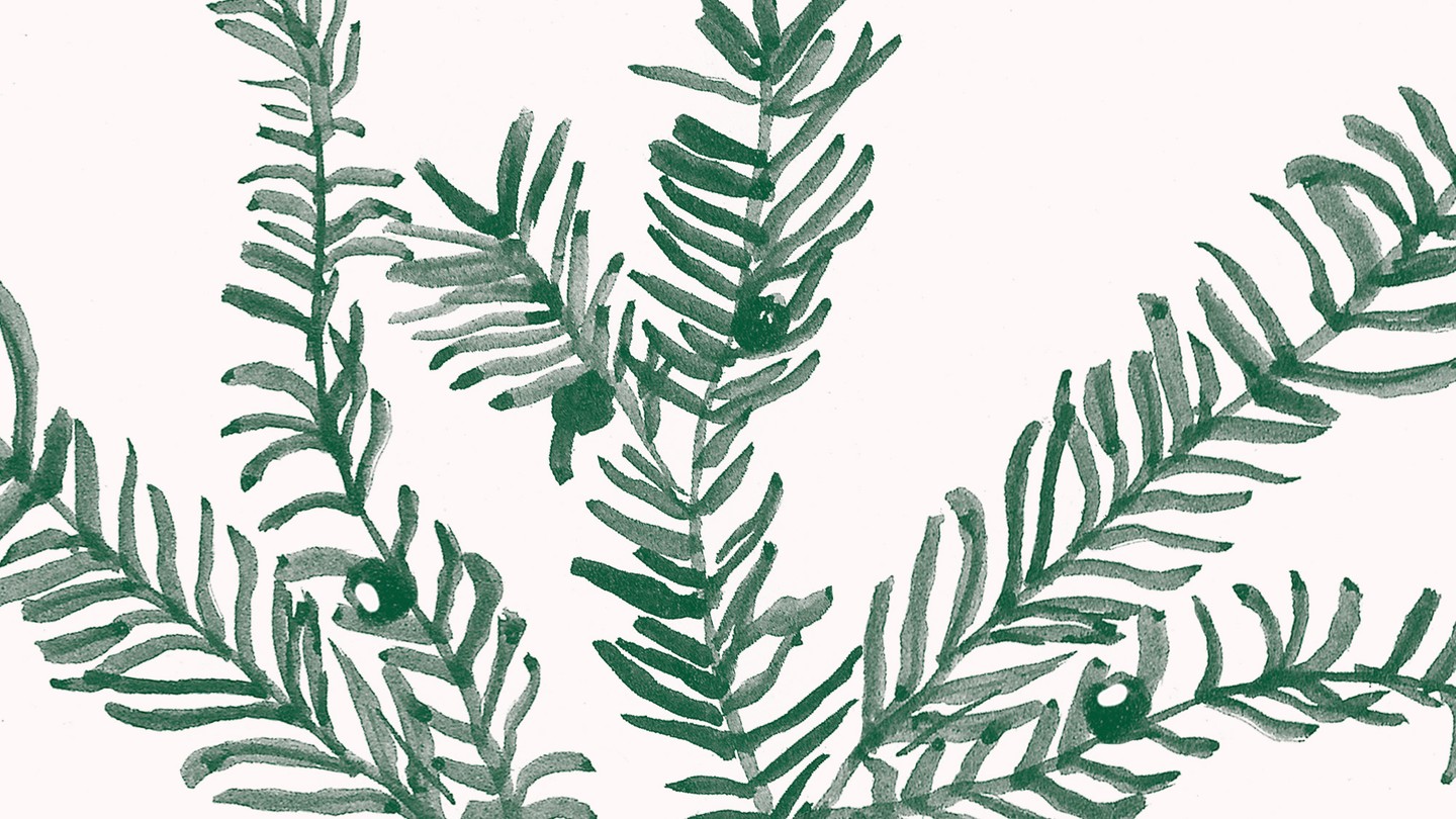 Dark green yew needles painted onto a pale pink background