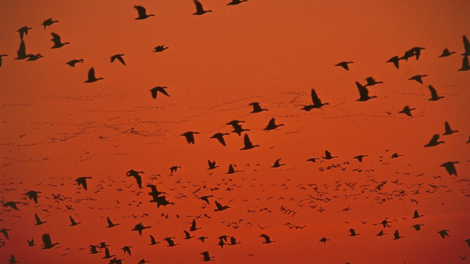 geese fly across the orange sky