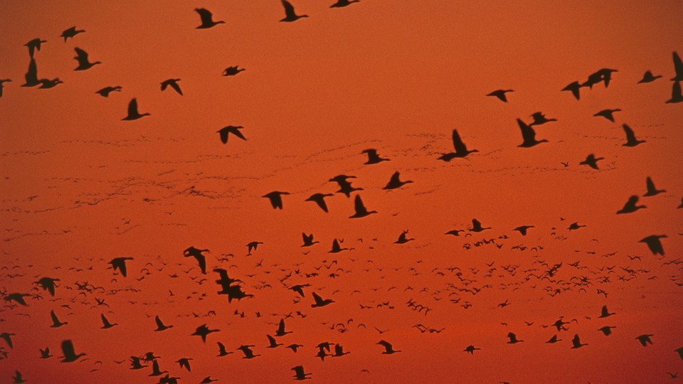 flock of canadian geese