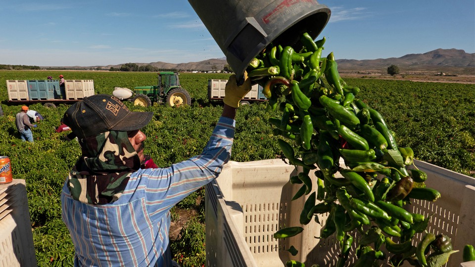 A farmer pours a bucket of peppers into a container.
