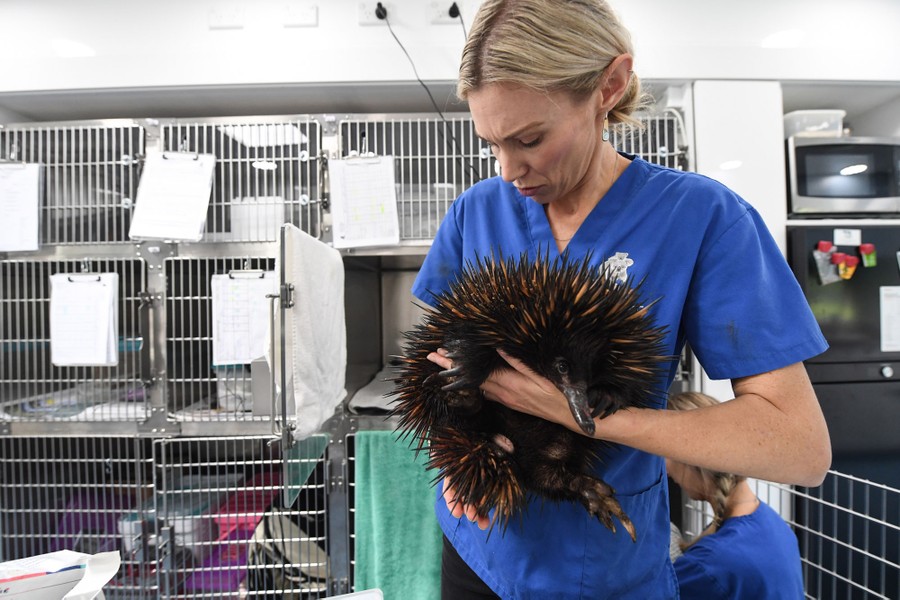 A veterinarian carries an injured echidna inside a clinic.