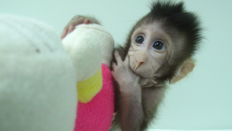 A baby monkey holding a stuffed animal