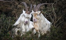 Two goats stand side by side among shrubs.