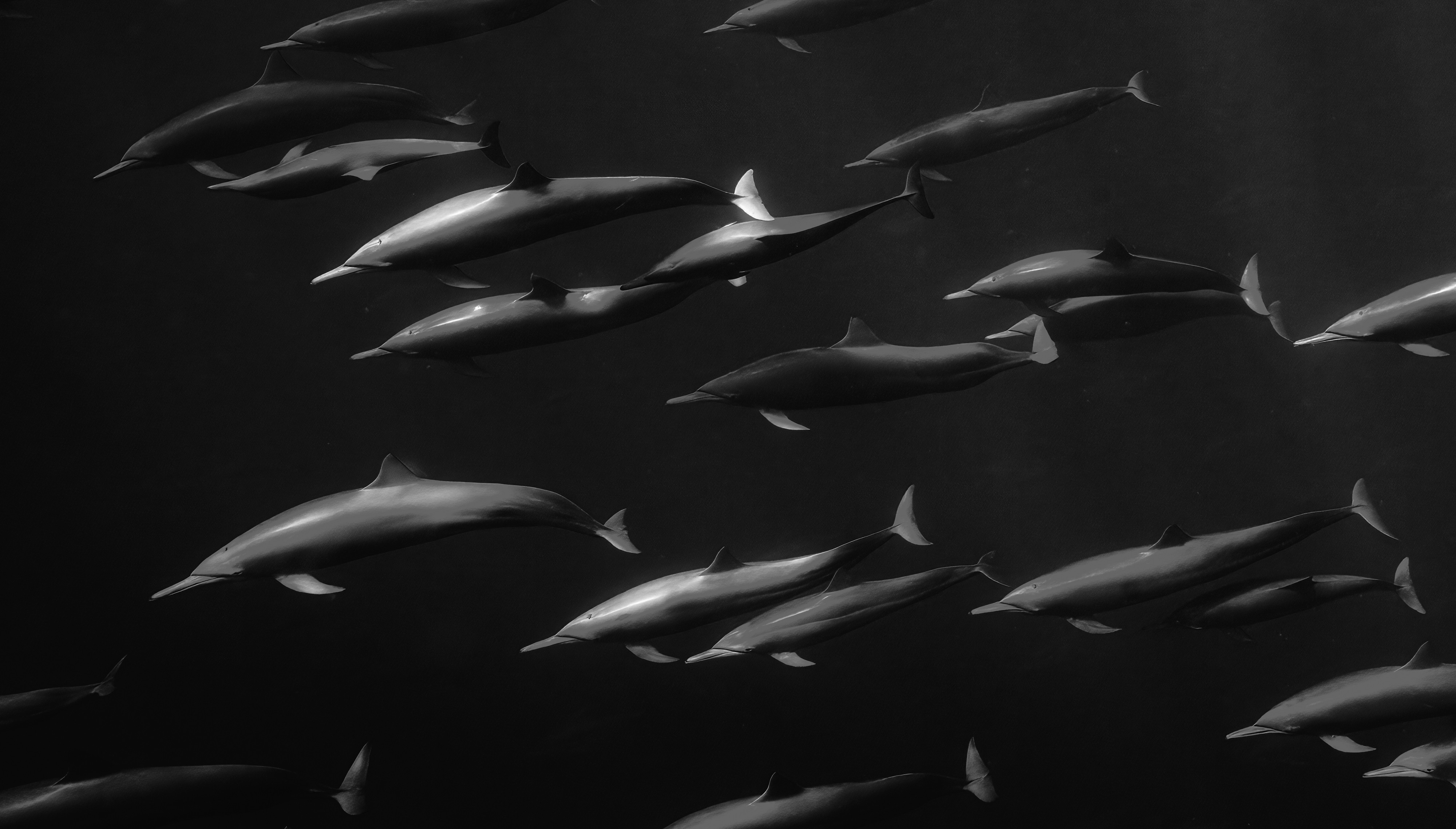 A pod of dolphins swims, seen underwater.