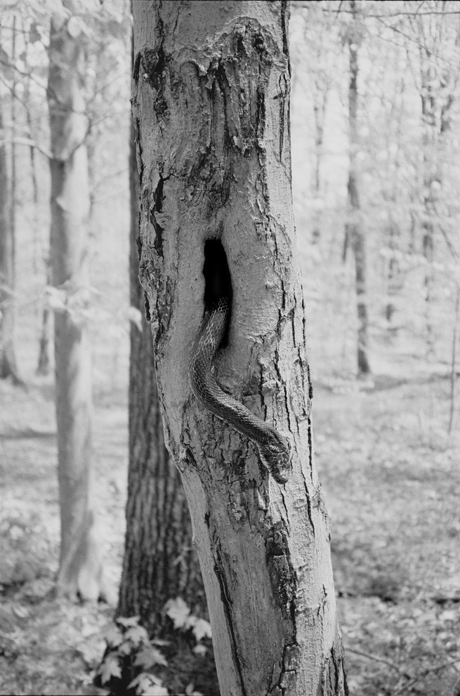BW image of a snake emerging from a hole in a tree