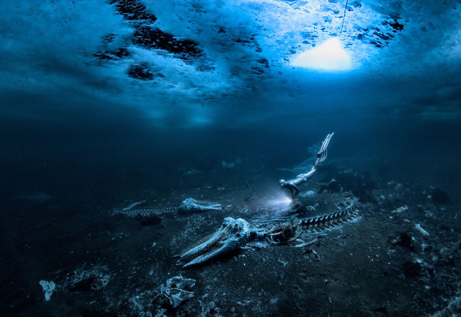 A diver swims near a whale skeleton on the seafloor, beneath a cover of sea ice.