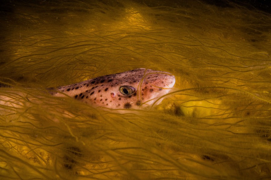 A small shark pokes its head out from a carpet of seaweed.