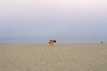 A dog on a sandy beach