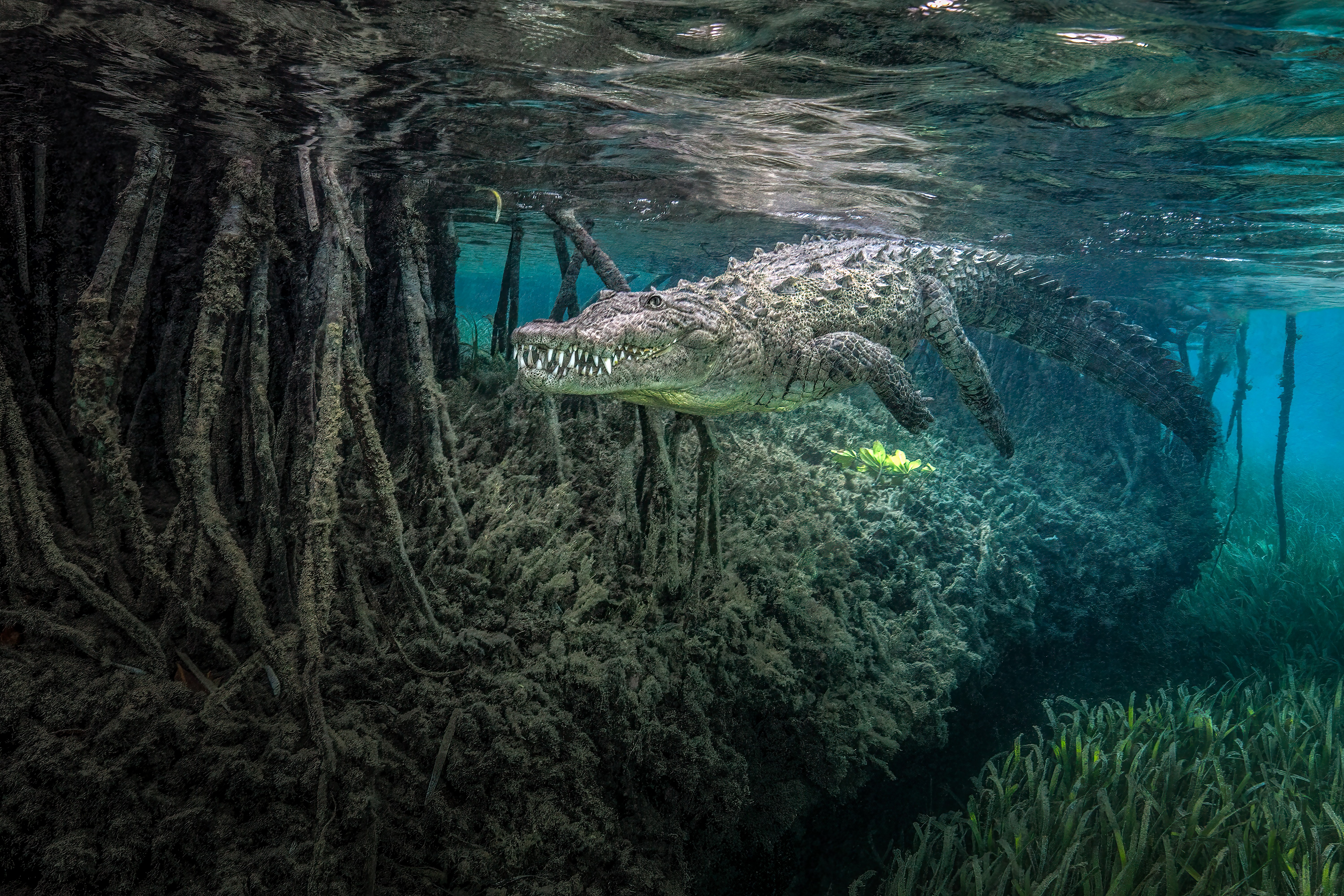 Winners of Ocean Photographer of the Year 2026