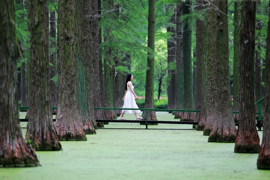 A person walks on an elevated path above lake water, through a forest of evenly spaced trees.