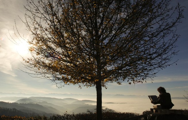 A man reading a book in front of a tree