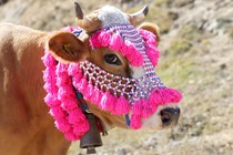 A cow wears colorful tassels and beads on its head.