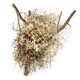 Photo of a bird's nest made from anti-bird spikes and other materials