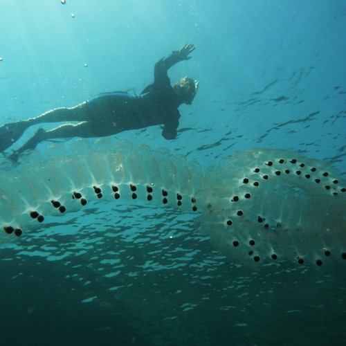 Mysterious Ocean Blobs Aren T So Mysterious The Atlantic