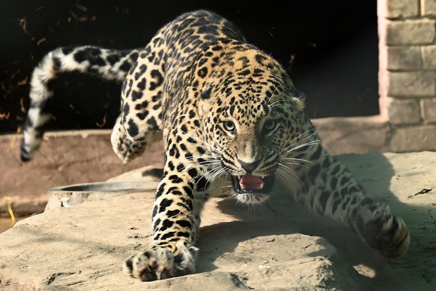 A leopard lunges toward the camera.