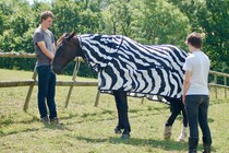 Joren Brugginkof and Jai Lake with a horse that's pretending to be a zebra