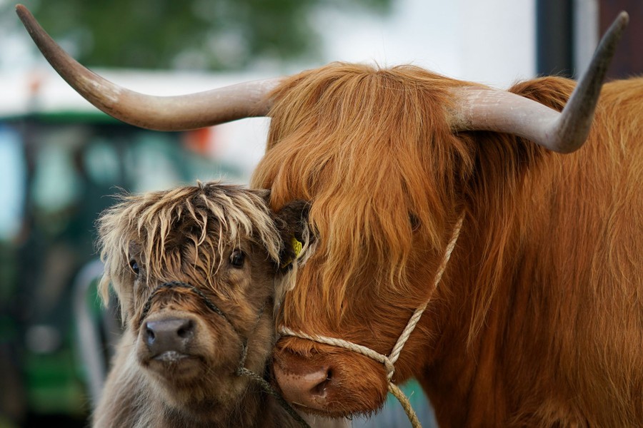 A Highland cow stands beside its calf.
