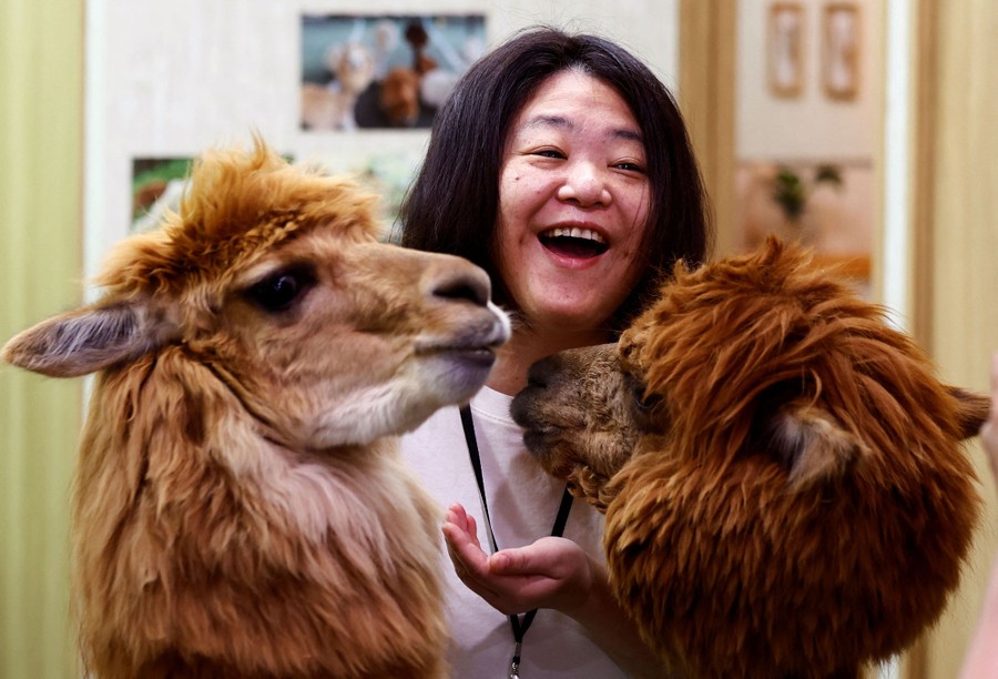A person smiles while feeding two alpacas.