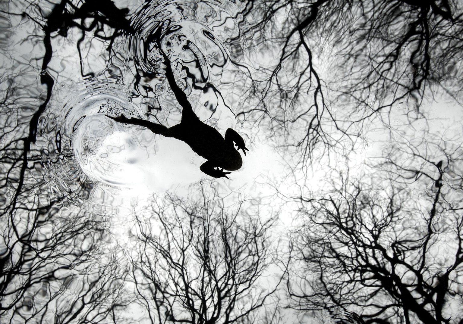 Winners of the British Wildlife Photography Awards 2026 - The Atlantic