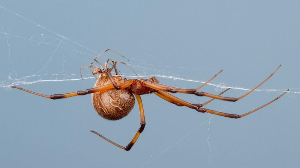 How to Recognize Spiders By their Webs - Bay Nature Magazine