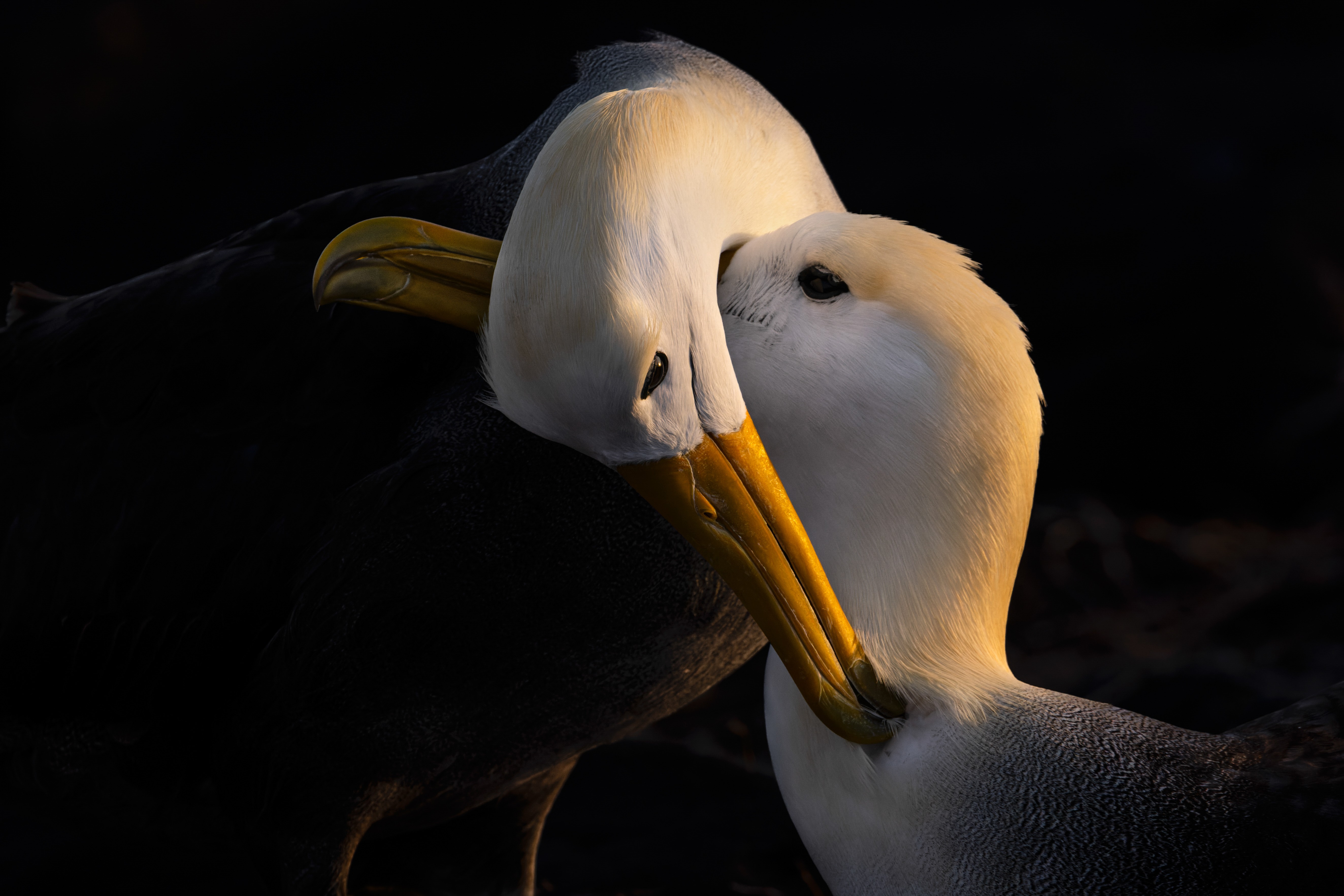 A pair of albatrosses preen each other.