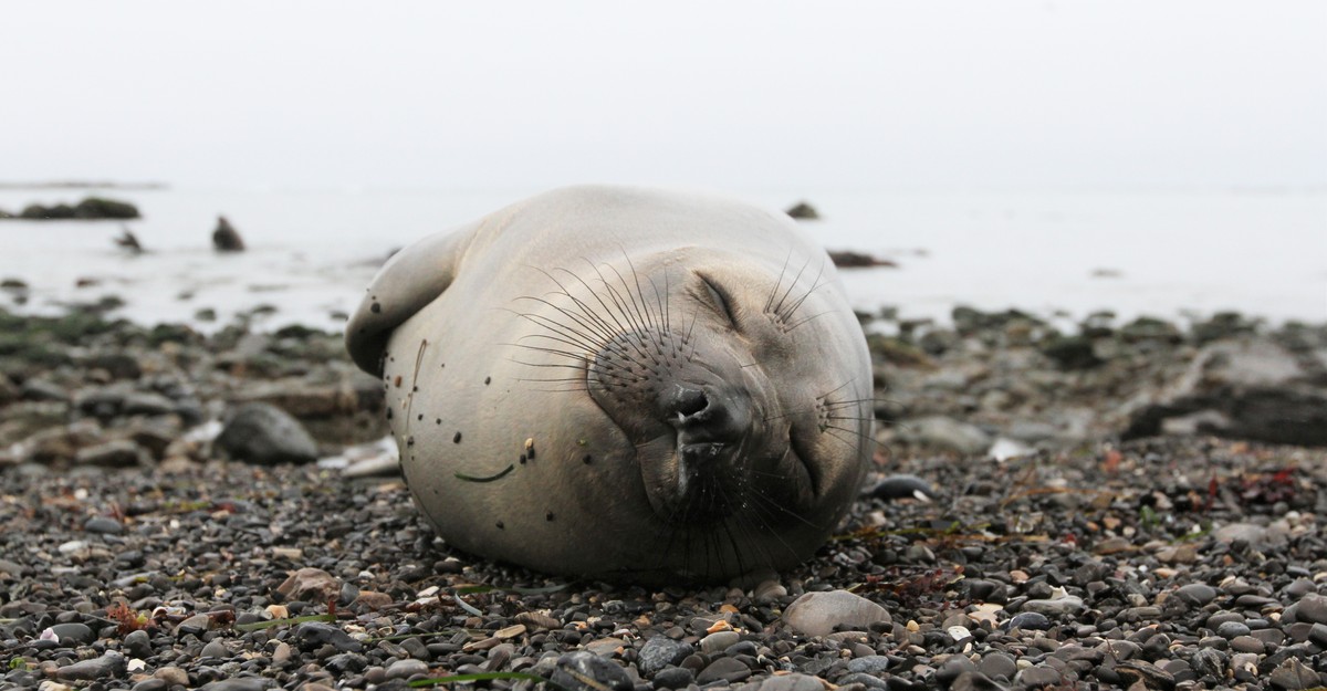How you can watch elephant seals on the beach and help others learn about  them