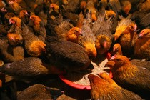  Chickens eat feed at a poultry wholesale market