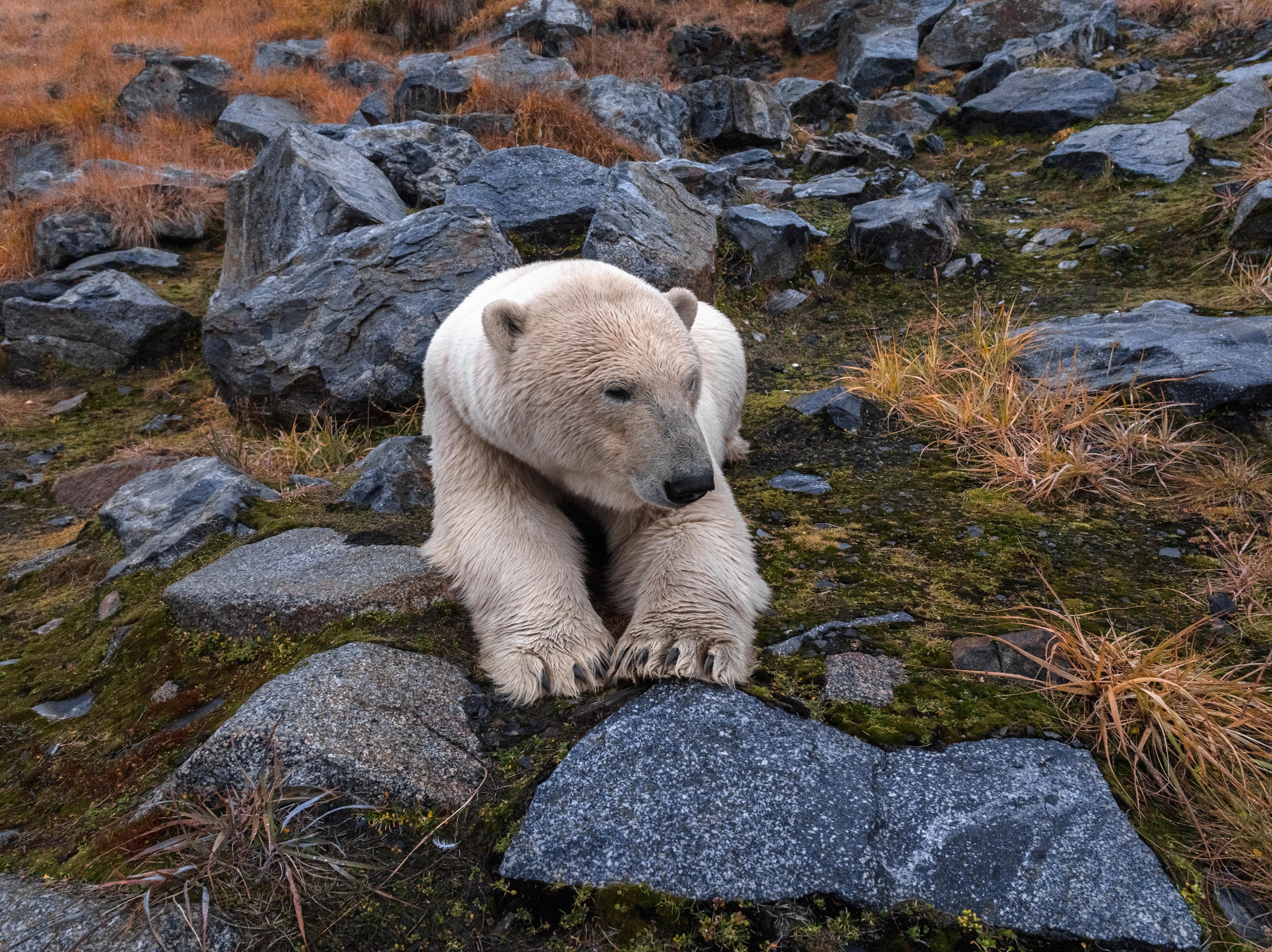A polar bear at rest, among rocks and grass
