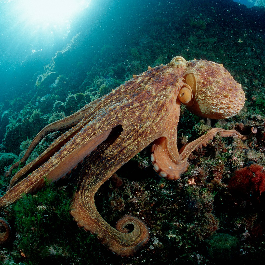 How Smart Is an Octopus? - The Atlantic