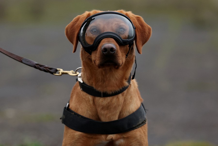 An alert dog wearing goggles and a harness