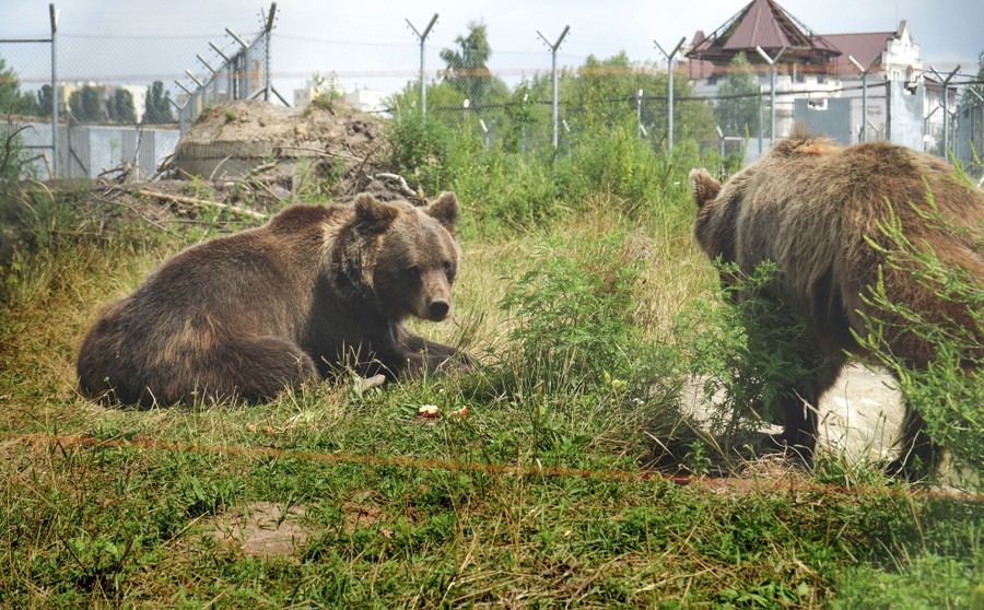 Two large bears interact in an open-air enclosure.