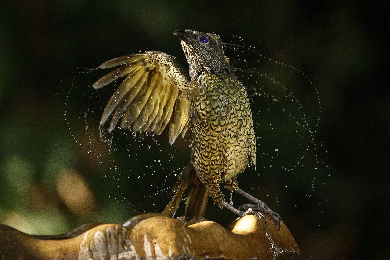 A bird cools down in a birdbath, splashing.