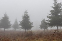 Christmas trees growing in a foggy field