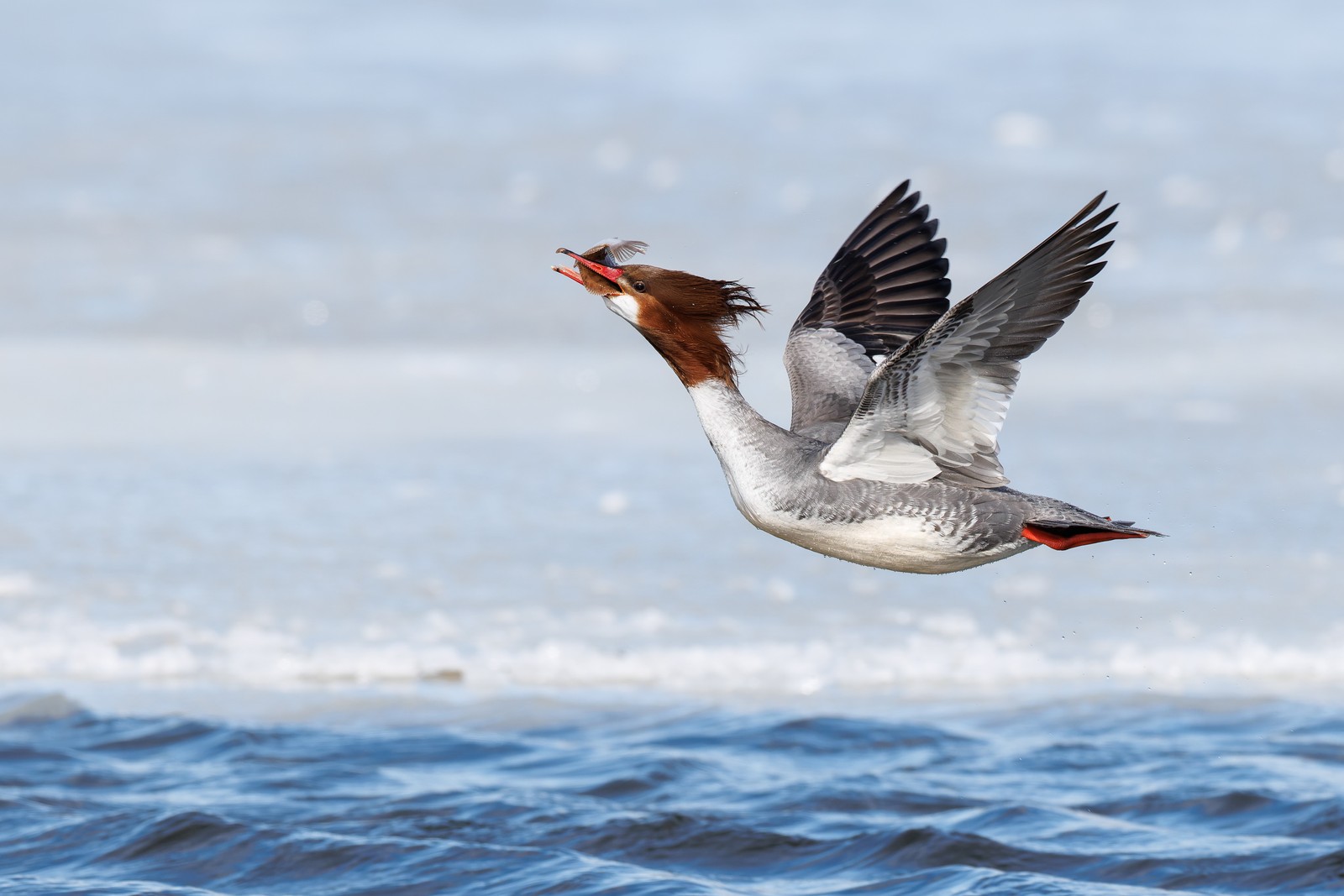 A merganser flies over water with a fish in its beak.