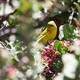 honeycreeper