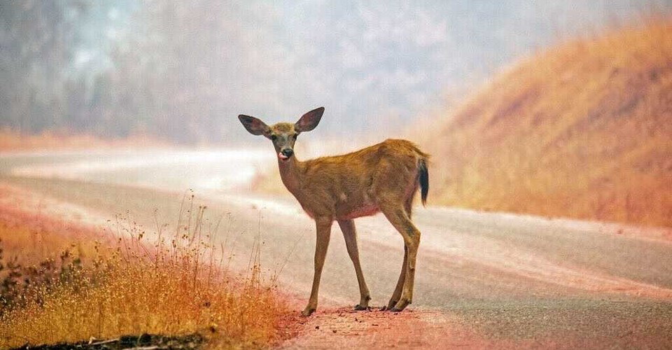 Wolves Reduce Deer-Vehicle Collisions - Vimarsana News